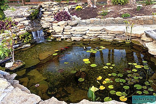 Dekorativni ribnik: spektakularna dekoracija vašega vrta