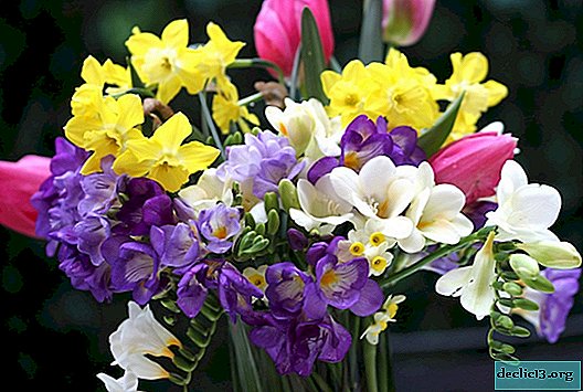 Freesia - a vibrant aristocrat from South Africa