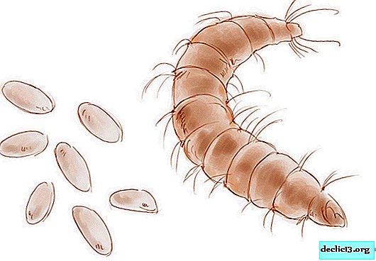 How to get rid of fleas in an apartment - Ideas