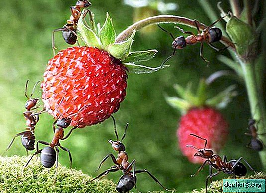 Kako se znebiti mravelj v poletni koči