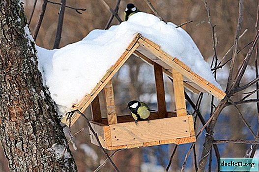 How to make a bird feeder with your own hands? - Ideas