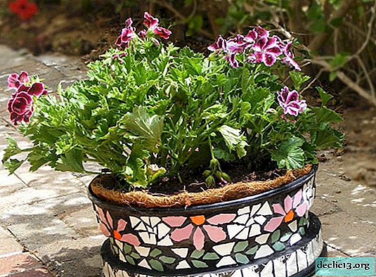 Cache-pots, flowerpots และ pots: มาสเตอร์คลาสในการผลิตและความคิดที่ผิดปกติ