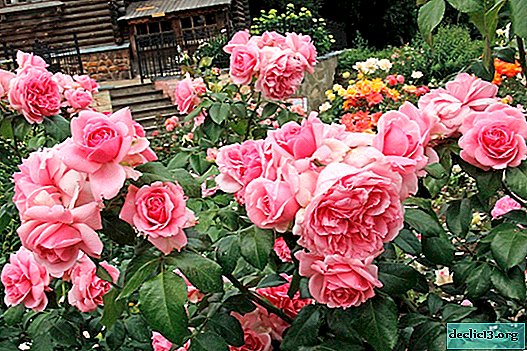 Reine du parterre de fleurs: rose floribunda - Plantes