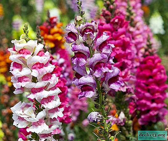 Snapdragon - a bright decoration of the garden