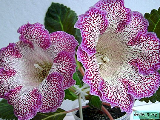Perennial tropical plants in the area: gloxinia