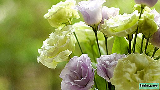 Delicate and graceful eustoma from the USA