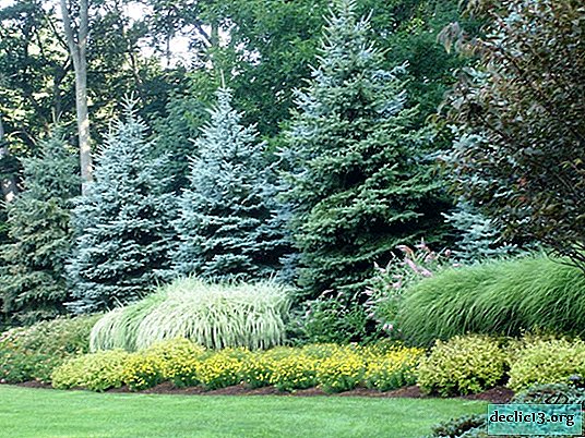 Under the shadow of Christmas needles: ideas for landscape design