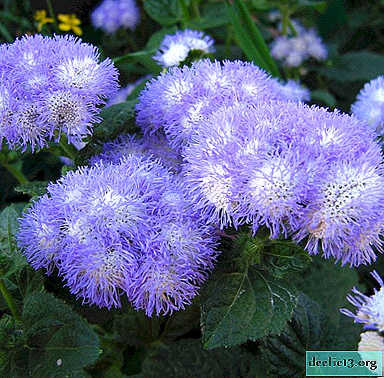 Awesome Ageratum: Caring for the Plant
