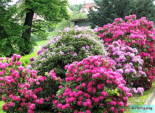 Rhododendrons - a bright accent in the garden