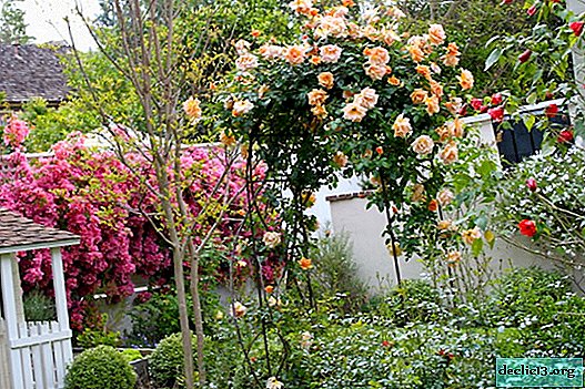 Roses in landscaping
