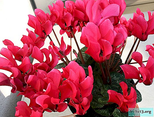 Pink overflows on cyclamen petals