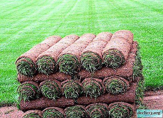 Rolled lawn: how to stack, how to choose, types, care, etc.