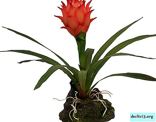 Juicy greens and bright colors of guzmania on your windowsill - Plants