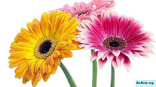 The specifics of growing gerberas and their effective care