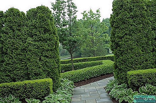 Thuja: green gnomes and coniferous giants