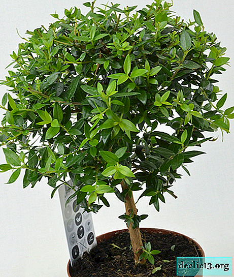 Evergreen myrtle in the interior for happiness - Plants